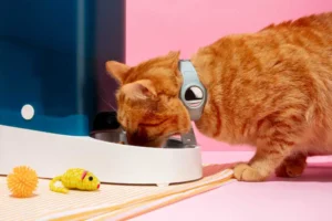 jakie saszetki dla kota są najbardziej odżywcze