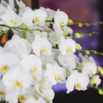 co zrobić, żeby storczyk wypuścił pęd