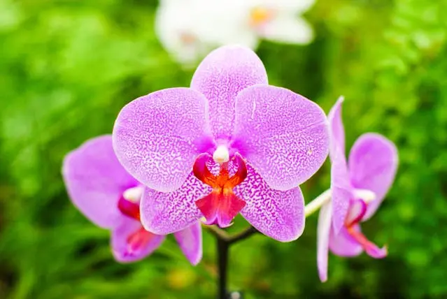 różowy storczyk phalaenopsis