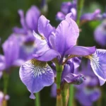 irysy bródkowe – królewskie kwiaty ogrodu - jak je sadzić i pielęgnować