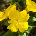 Olej z wiesiołka a brunatna tkanka tłuszczowa – co mówi nauka o GLA i metabolizmie?